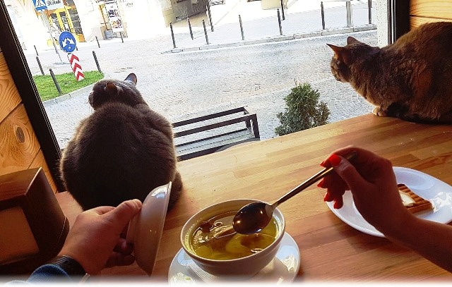  ce gérant d'un bar à chats a décidé de ne pas fuir son pays À Lviv, en Ukraine, les propriétaires d’un bar à chats ont décidé de rester sur place et de continuer de recevoir des clients et de s’occuper de leurs...
