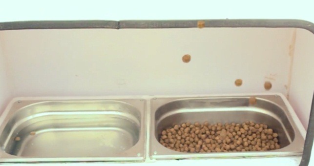 Istanbul : cette machine donne de la nourriture aux chiens errants en échange de bouteilles en plastique