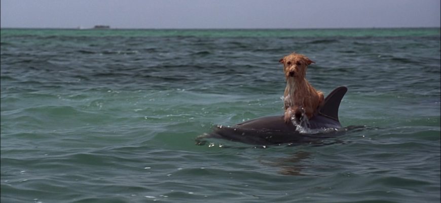 Des dauphins ont sauvé un chien effrayé de la noyade dans un canal de Floride