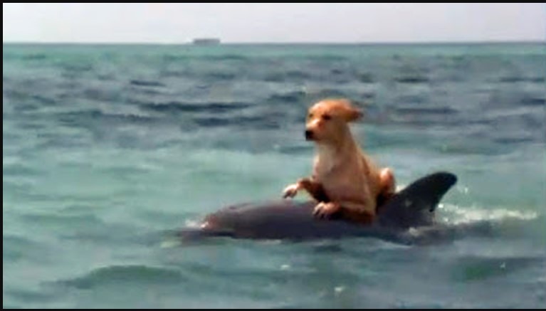 Des dauphins ont sauvé un chien effrayé de la noyade dans un canal de Floride