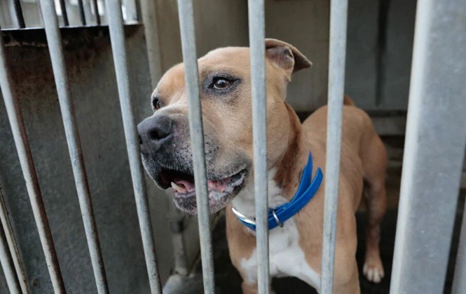 Condamnée à 2 400 euros d’amende pour mauvais traitements sur ses chiens