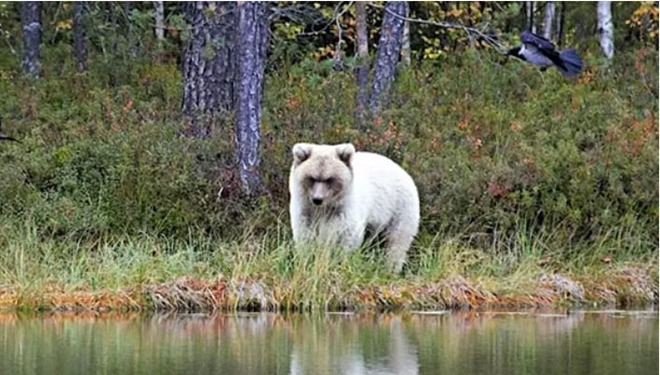 Un ours polaire vraiment unique capturé par un enseignant du Centre des ressources naturelles.