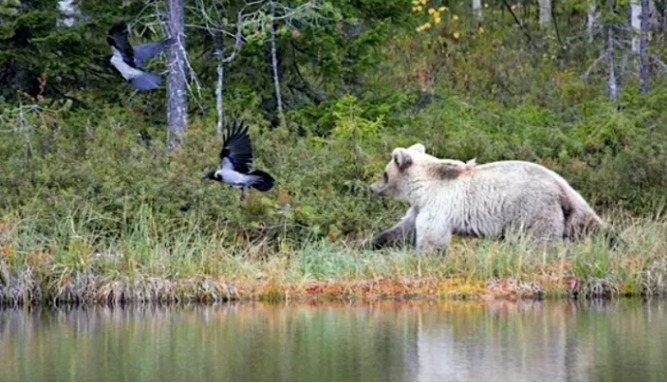 Un ours polaire vraiment unique capturé par un enseignant du Centre des ressources naturelles.