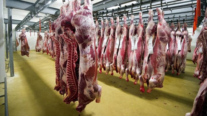 Deux abattoirs bretons d’Intermarché arrêtent l’abattage rituel halal et casher