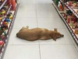 Un magasin ouvre ses portes aux chiens errants pour se rafraîchir par une chaude journée