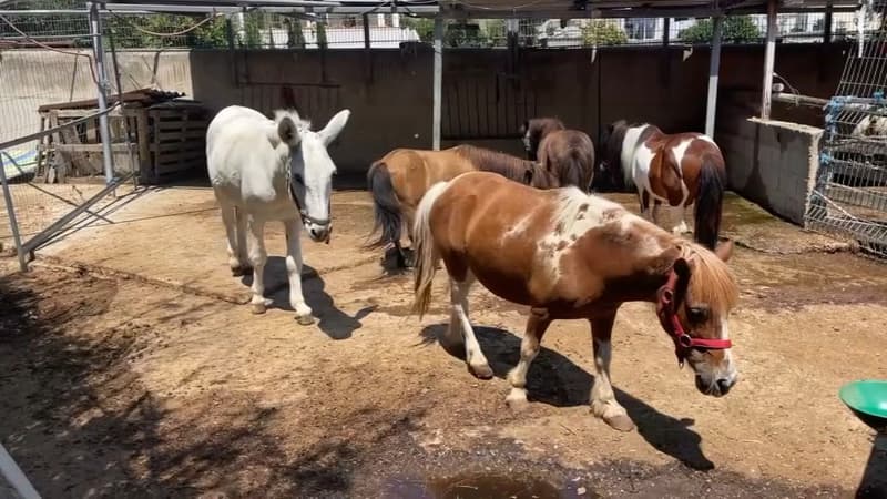 🔴 Une petite fille de 9 ans meurt piétinée par un poney