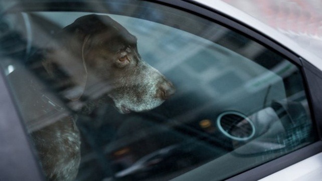 Une femme enferme son chien dans la voiture à 45 °C : un policier l’invite à entrer à l’intérieur pour sentir comme il fait chaud