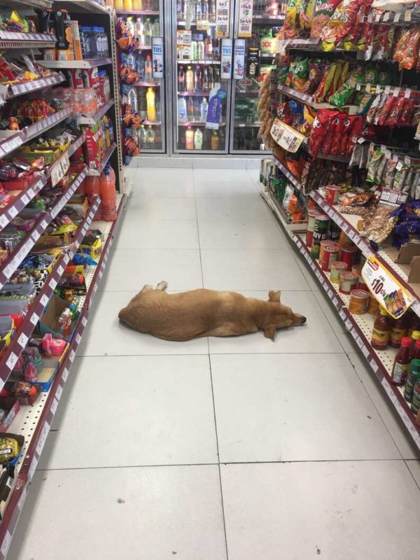  Un magasin ouvre ses portes aux chiens errants pour se rafraîchir par une chaude journée