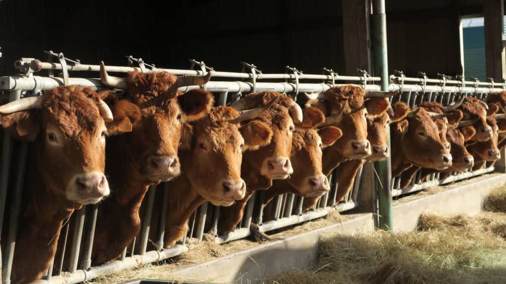 Oise : un éleveur condamné à payer 102 000 euros à ses voisins à cause de l’odeur de ses vaches