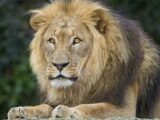 Un lion tue un homme entré dans son enclos dans un zoo