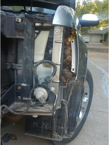  L’écureuil a caché près de 150 kg de noix à l'intérieur du véhicule