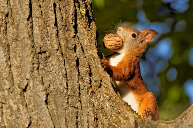 En rentrant chez lui, il découvre 148 kilos de noix cachés sous le capot de son véhicule par un écureuil