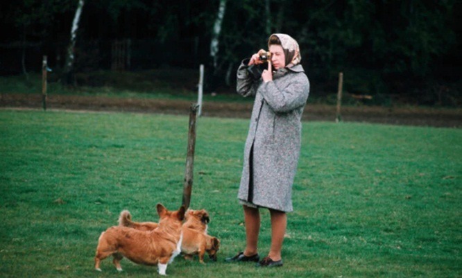 4 ans avant sa mort, Elizabeth II a décidé de ne plus adopter de corgis pour ne laisser aucun chien derrière elle 