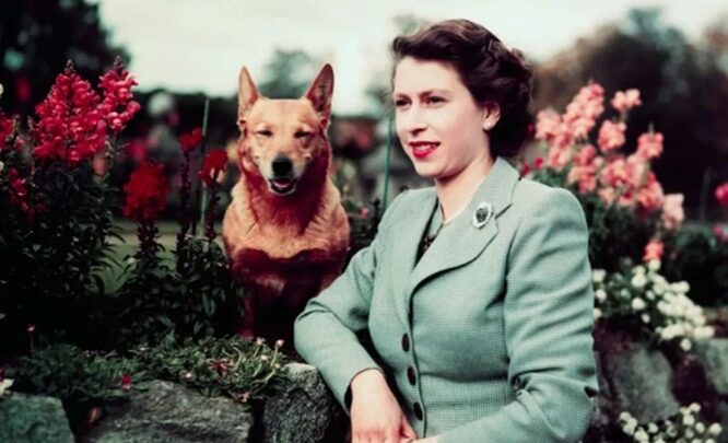 4 ans avant sa mort, Elizabeth II a décidé de ne plus adopter de corgis pour ne laisser aucun chien derrière elle