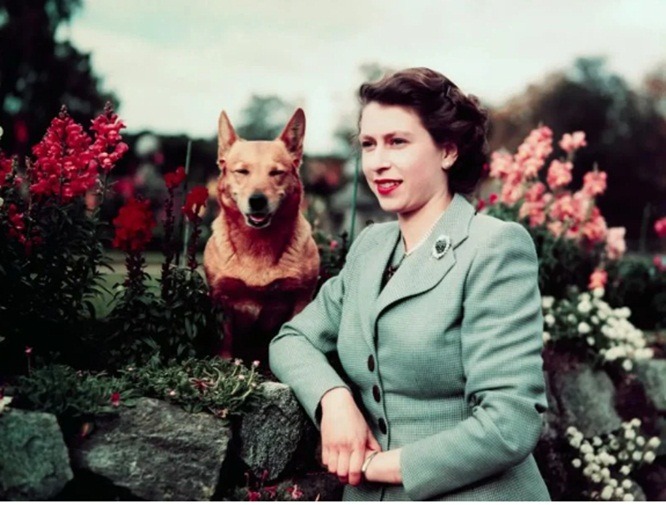 4 ans avant sa mort, Elizabeth II a décidé de ne plus adopter de corgis pour ne laisser aucun chien derrière elle