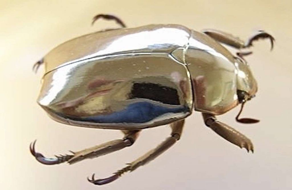  Un homme découvre un scarabée argenté ressemblant à un miroir lors d’une promenade