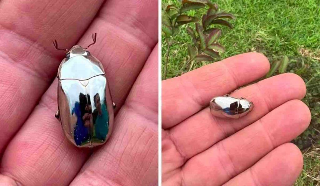 Un homme découvre un scarabée argenté ressemblant à un miroir lors d’une promenade