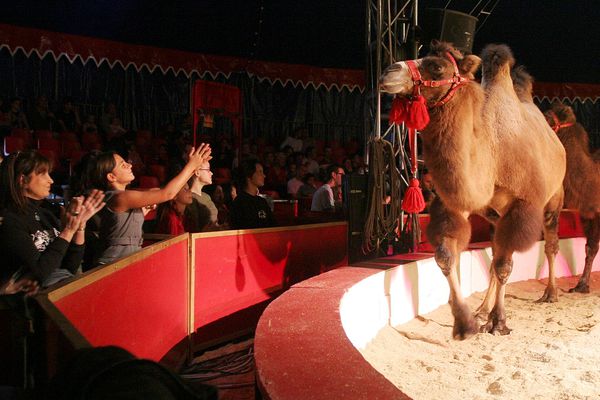 La ville de Chambéry souhaite l’interdiction de tous types d’animaux dans les cirques
