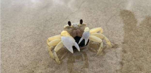 Un crabe pince sa fille, il l’attrape puis le mange vivant… avant de tomber gravement malade