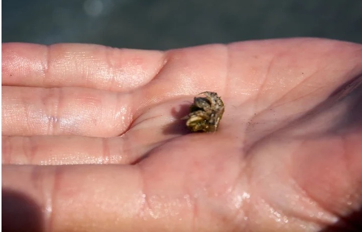 Un crabe pince sa fille, il l'attrape puis le mange vivant... avant de tomber gravement malade