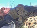 Ce photographe animalier s'est réveillé de sa sieste sous un arbre avec... un guépard endormi contre lui