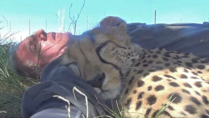 Ce photographe animalier s’est réveillé de sa sieste sous un arbre avec… un guépard endormi contre lui