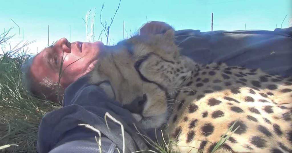 Ce photographe animalier s’est réveillé de sa sieste sous un arbre avec… un guépard endormi contre lui