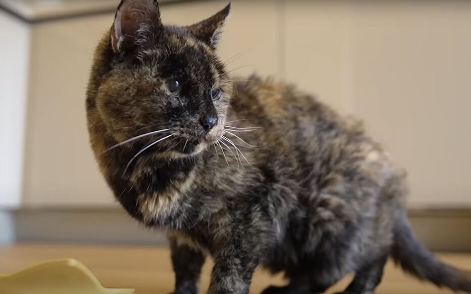 Flossie, presque 27 ans, est le plus vieux chat du monde