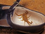 Un enfant de 7 ans décède après avoir été piqué par un scorpion caché dans sa chaussure