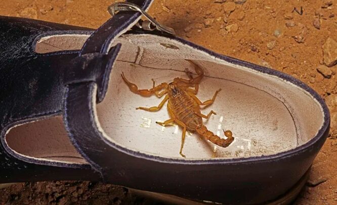 Brésil : un enfant de 7 ans décède après avoir été piqué par un scorpion caché dans sa chaussure