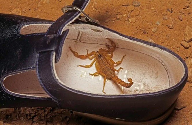 Brésil : un enfant de 7 ans décède après avoir été piqué par un scorpion caché dans sa chaussure