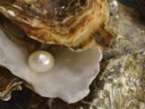 Un restaurateur trouve une perle dans une huître le jour de Noël