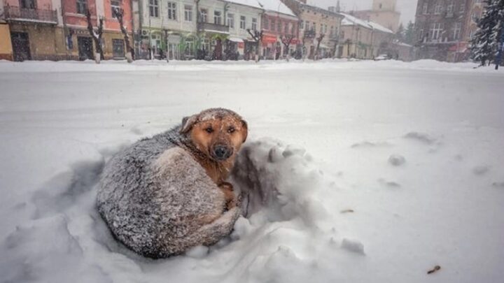 Une petite fille de 10 ans a survécu 18h dans une tempête de neige grâce à la chaleur d’un chien errant