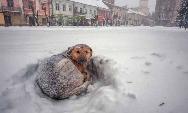 Une petite fille de 10 ans a survécu 18h dans une tempête de neige grâce à la chaleur d’un chien errant