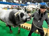 Vaches, porcs et moutons s’installent à Paris à la veille du Salon de l’Agriculture