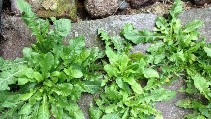 Get rid of garden weeds with this cheap and easy trick! No chemicals needed!