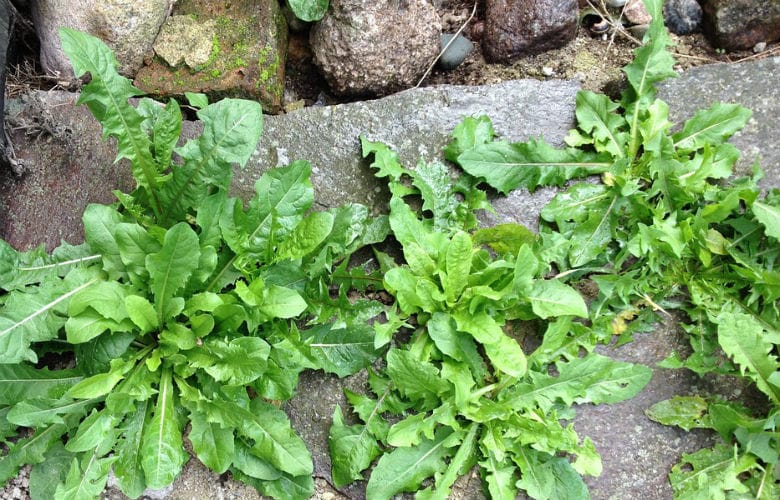 Get rid of garden weeds with this cheap and easy trick! No chemicals needed!