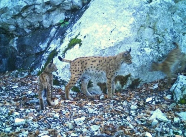  150 lynx sur le territoire français