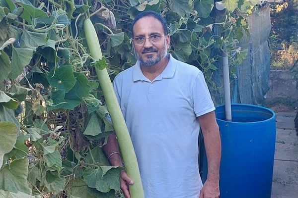 INSOLITE. Il a fait pousser une courgette géante d’1,70 mètre dans son jardin
