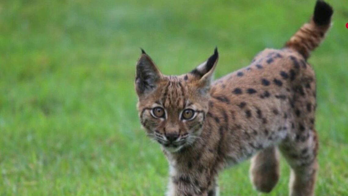 VIDEO. “Regarde, il y a un tigre sur la terrasse” : un jeune lynx filmé par des habitants en Savoie