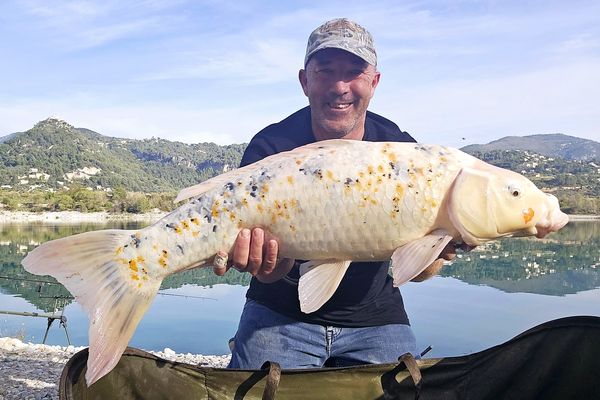 Il pêche “le Graal” dans un lac des Alpes-Maritimes : une carpe koï de 8 kg avec une originalité sur sa joue