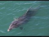 Un dauphin aperçu dans une rivière du Morbihan ce samedi
