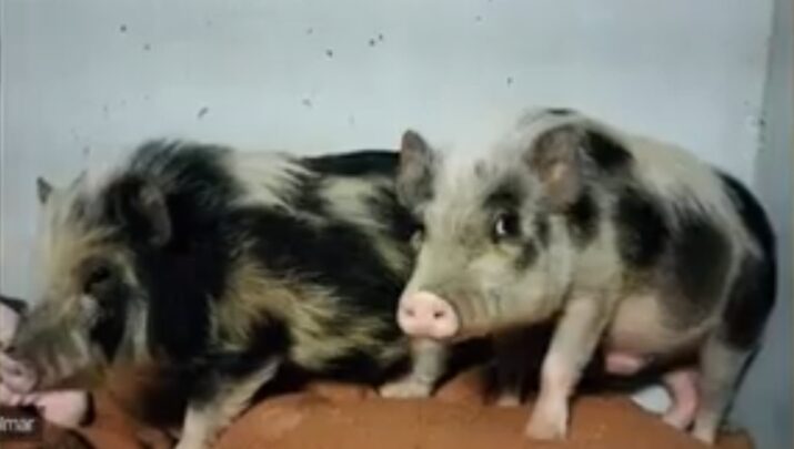 Après avoir sauvé une famille de petits cochons, la SPA de Colmar leur cherche une nouvelle maison